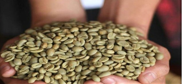 Gayo Arabica Natural green coffee beans