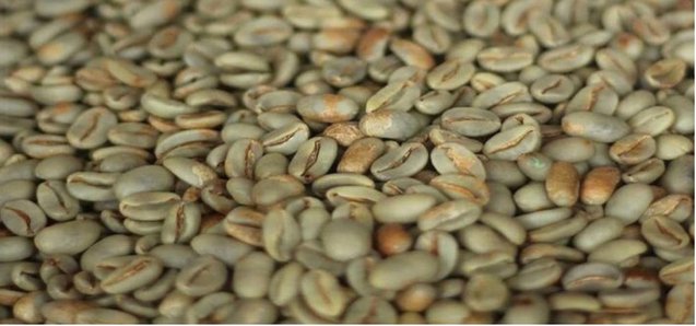Gayo Arabica Honey green coffee beans